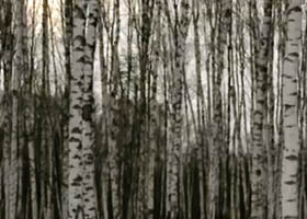 Birches at Belye Stolby. Image courtesy of the author.