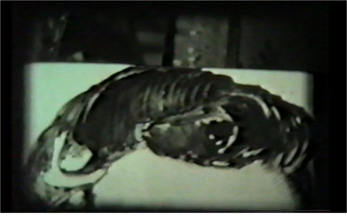 Ion Grigorescu, "Dialogue with President Ceausescu," standard 8mm film, b/w, no sound, 1978. Image courtesy of the author. 