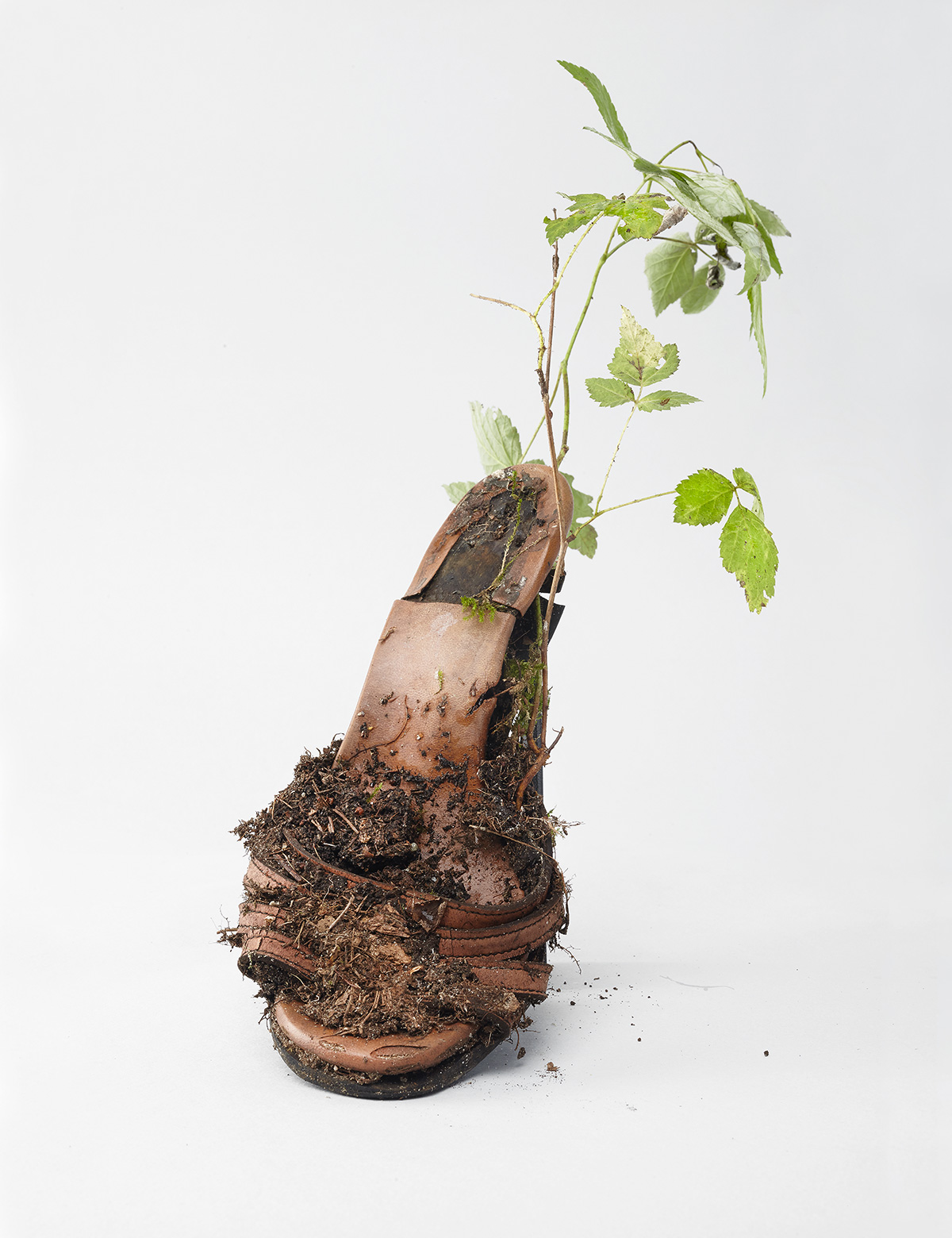 A brown root with a spindly green growth out of the top.