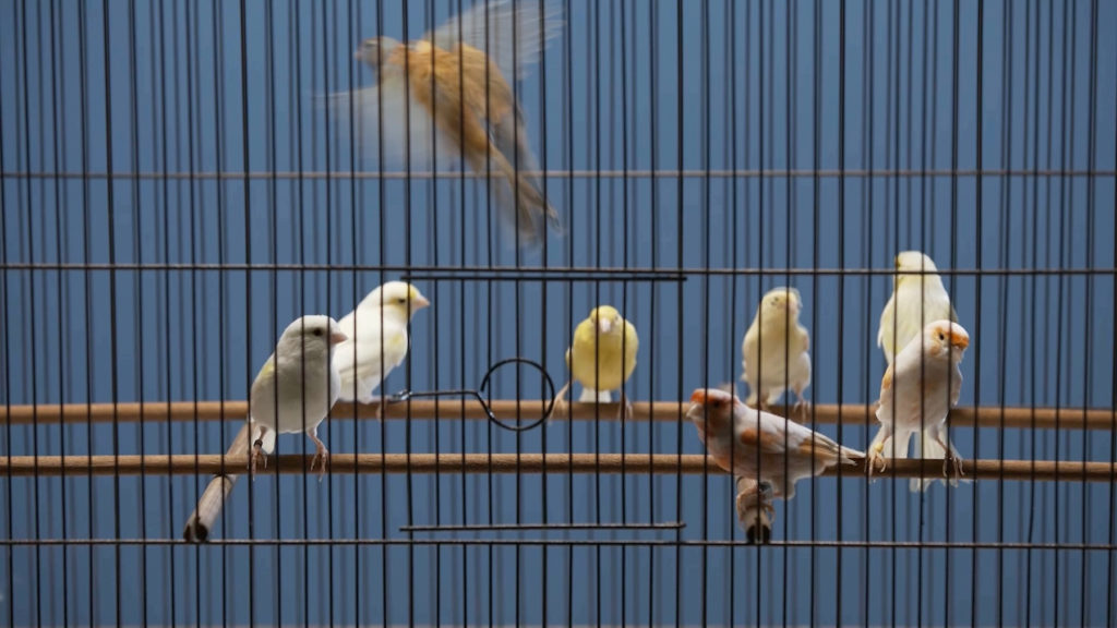 Bird cage with canaries.